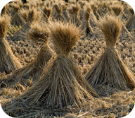 Straw